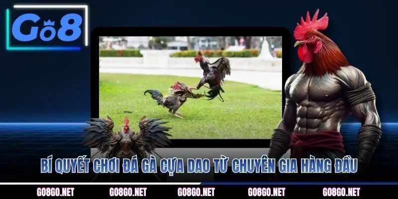 Bí quyết chơi đá gà cựa dao từ chuyên gia hàng đầu